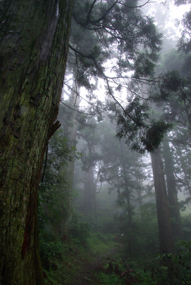 霧のある森の画像