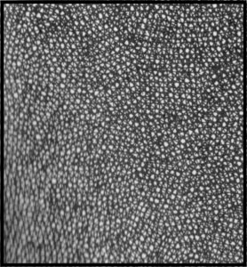 4カケの画像